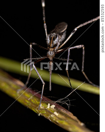 Adult Gallinipper Insect Adult Gallinipper Insect 85532593