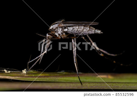 Adult Gallinipper Insect Adult Gallinipper Insect 85532596
