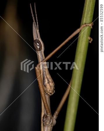 Adult Neotropical Stick Grasshopper 85532599