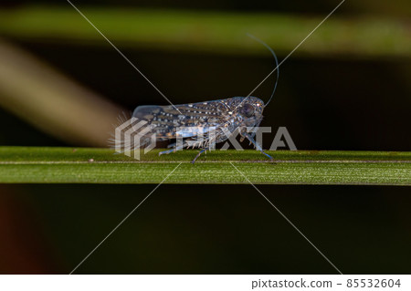 Adult Typical Leafhoppers Adult Typical Leafhoppers 85532604