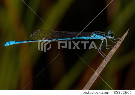 Adult Narrow-winged Damselfly Adult Narrow-winged Damselfly 85532605
