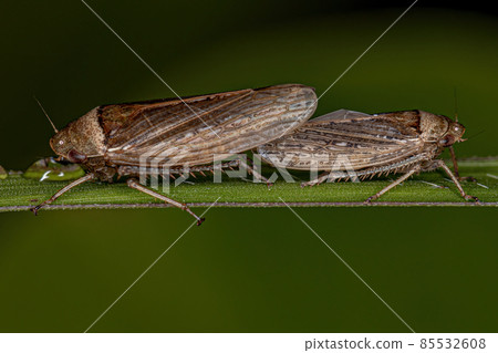 Adult Typical Leafhoppers Adult Typical Leafhoppers 85532608