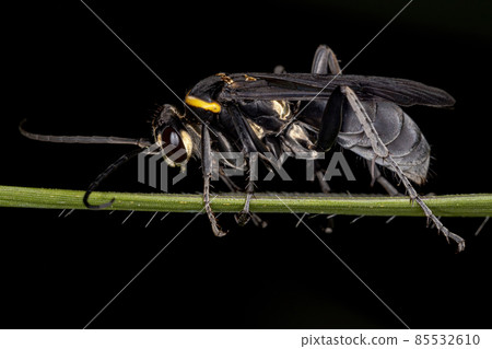 Adult Spider Wasp Adult Spider Wasp 85532610