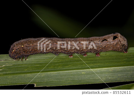 Brown Caterpillar Moth Brown Caterpillar Moth 85532611