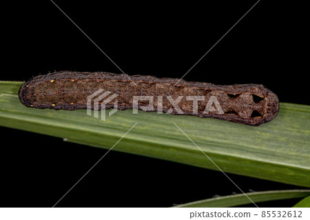 Brown Caterpillar Moth Brown Caterpillar Moth 85532612