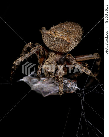 Small Orbweaver Spider Small Orbweaver Spider 85532613