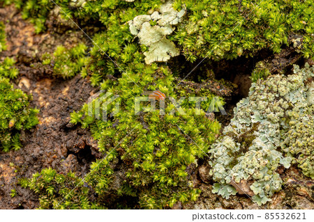 Adult African Fig Fly 85532621