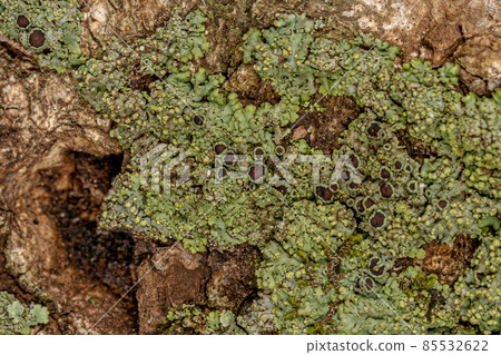 Small Green Lichen texture Small Green Lichen texture 85532622