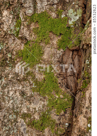Green True Mosses Green True Mosses 85532623