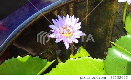 Thai Wat Phra Kaew Temple 85532655