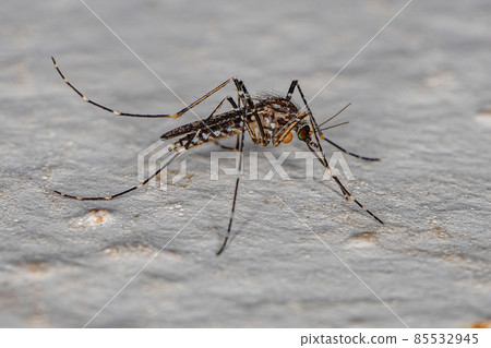 Adult Culicine Mosquito Insect 85532945