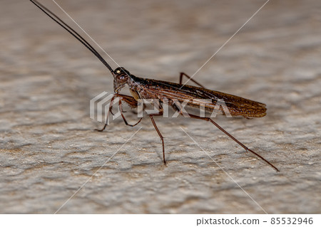 Adult Mantoidid Mantis Adult Mantoidid Mantis 85532946