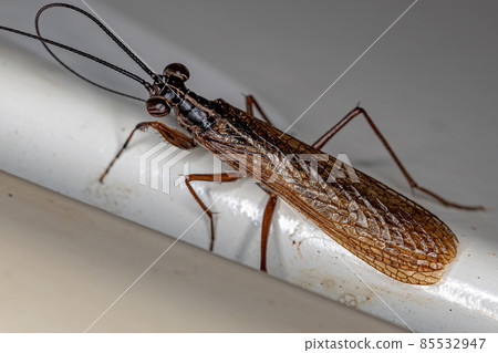 Adult Mantoidid Mantis Adult Mantoidid Mantis 85532947