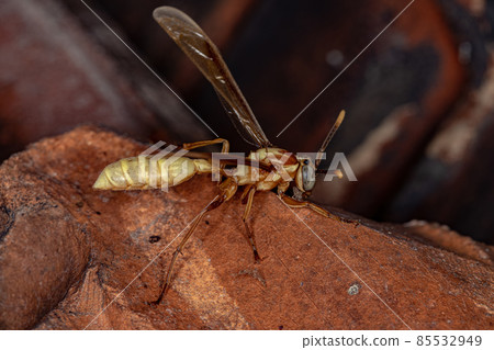 Adult Paper Wasp Adult Paper Wasp 85532949