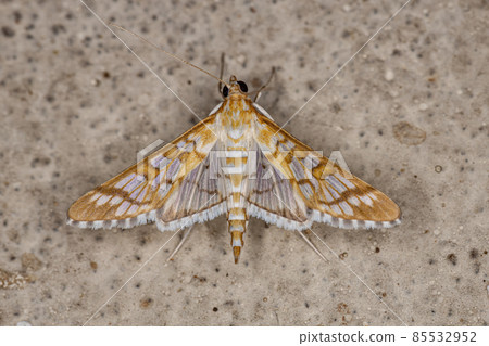 Adult Orange Epipagis Moth Adult Orange Epipagis Moth 85532952