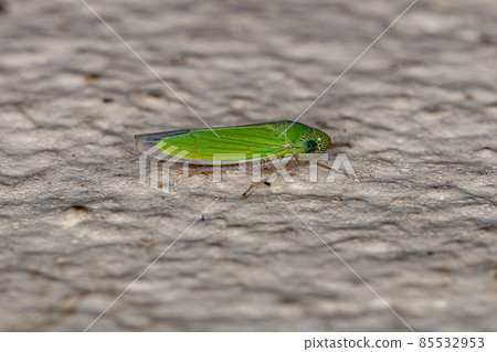 Adult Small Sharpshooter Insect Adult Small Sharpshooter Insect 85532953