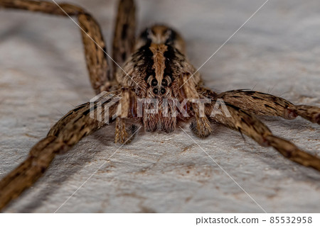 Adult Wandering Spider 85532958