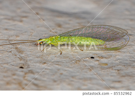 Adult Typical Green Lacewing 85532962