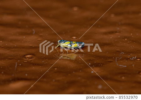 Adult Brazilian Leafhopper Adult Brazilian Leafhopper 85532970