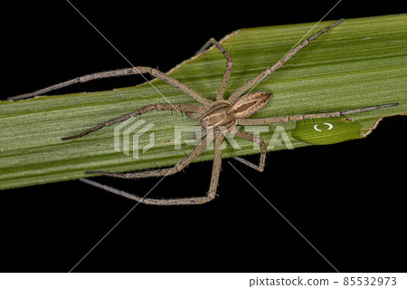 Adult Male Running Crab Spider Adult Male Running Crab Spider 85532973