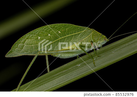 Adult Phaneropterine Katydid 85532976
