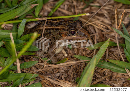 Miranda White-lipped Frog 85532977