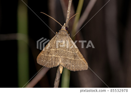 Adult Moth Insect 85532978