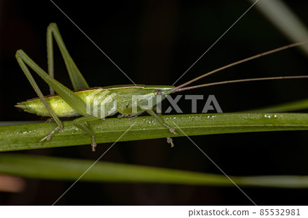 Common Conehead Nymph 85532981