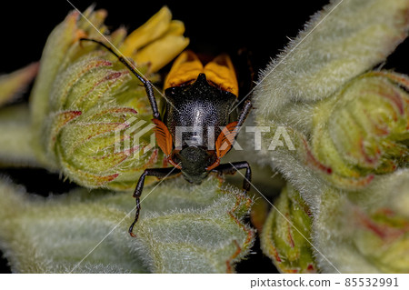 Adult Wedge-shaped Beetle 85532991