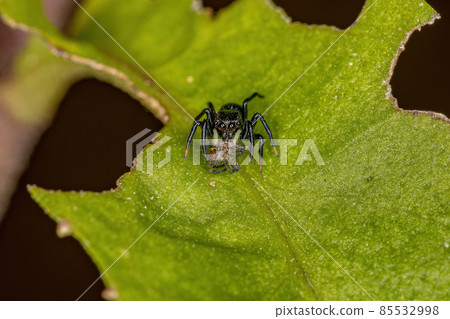 Small Black Jumping Spider 85532998