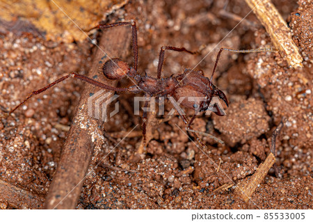 Adult Atta Leaf-cutter Ant 85533005