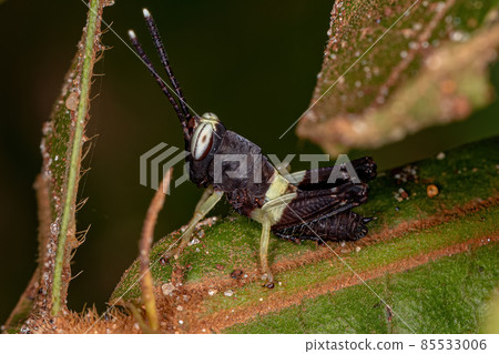 Short-horned Grasshopper Nymph 85533006