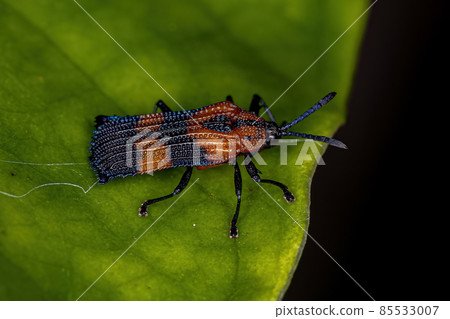 Adult Leaf Beetle 85533007