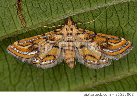 Adult Crambid Moth 85533008