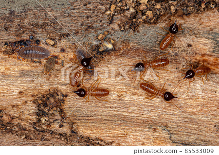 Small Nasute Termites 85533009