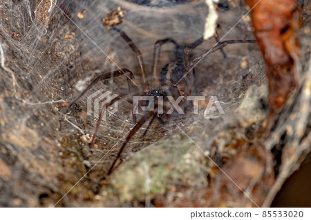 Female Adult Corinnoid Spider Female Adult Corinnoid Spider 85533020