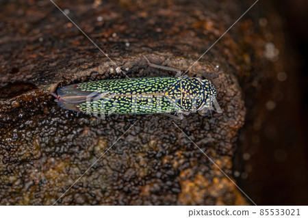 Adult Sharpshooter Insect 85533021