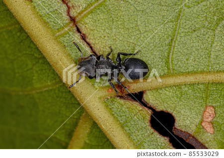 Adult Black Turtle Ant 85533029