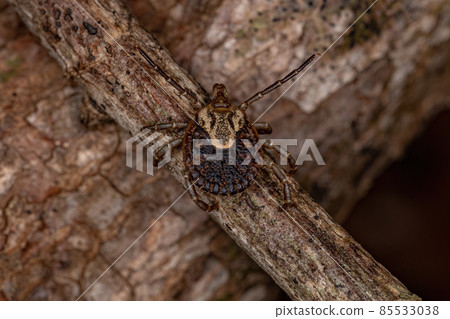 Female Adult Cayenne Tick Female Adult Cayenne Tick 85533038