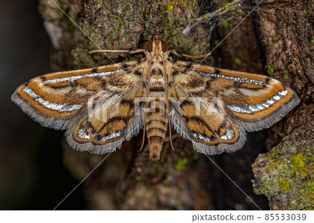 Adult Crambid Moth 85533039