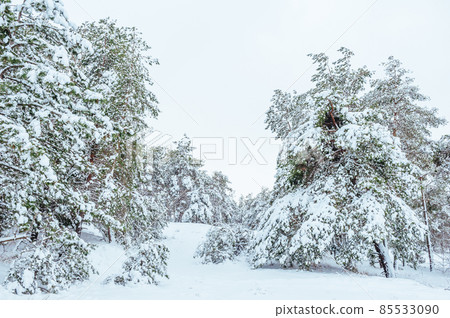 New Year tree in winter forest. Beautiful winter landscape with snow covered trees. Trees covered with hoarfrost and snow. Beautiful winter landscape. Snow-covered tree branch. Winter background. 85533090