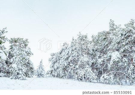 New Year tree in winter forest. Beautiful winter landscape with snow covered trees. Trees covered with hoarfrost and snow. Beautiful winter landscape. Snow-covered tree branch. Winter background. 85533091