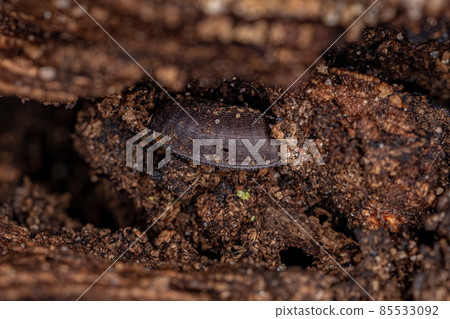 Wood Cockroach Eggcase 85533092