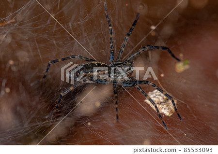 Small Wolf Spider 85533093