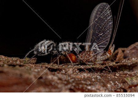 Adult Jumping Spider 85533094