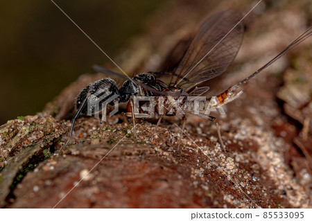 Adult Jumping Spider Adult Jumping Spider 85533095