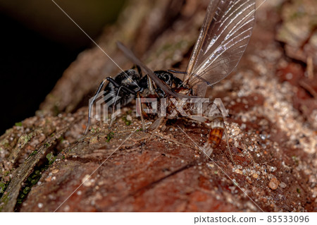 Adult Jumping Spider 85533096