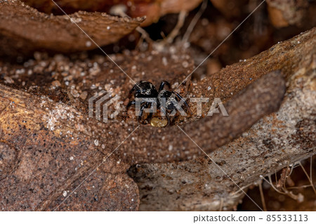 Small jumping spider 85533113