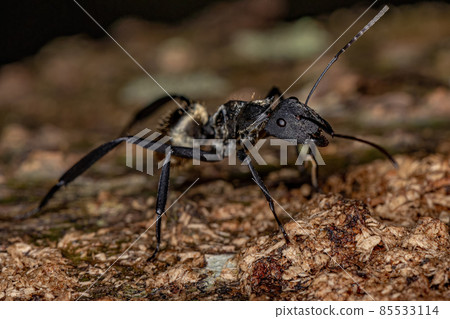 Female Adult Shimmering Golden Sugar Ant 85533114