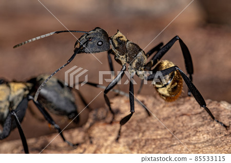 Female Adult Shimmering Golden Sugar Ant Female Adult Shimmering Golden Sugar Ant 85533115